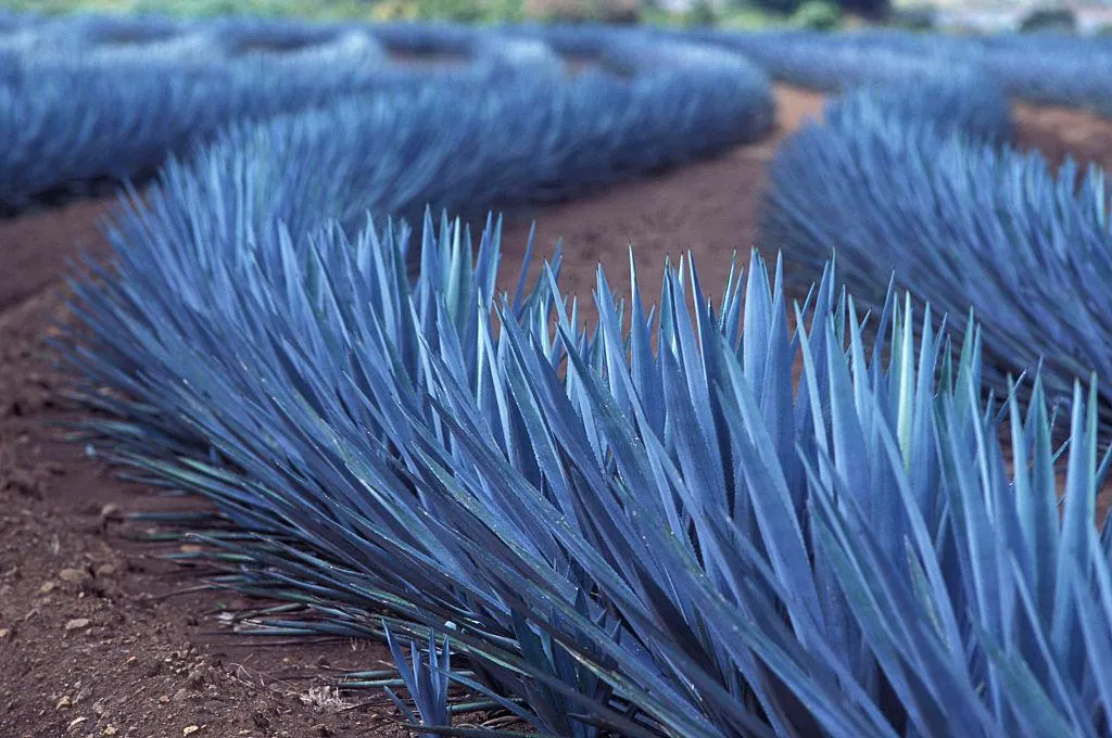 Agave bleu