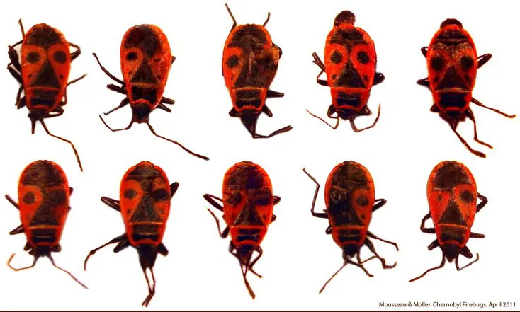 Insectes des incendies de Tchernobyl