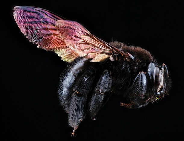 Xylocopa mordax, République Dominicaine