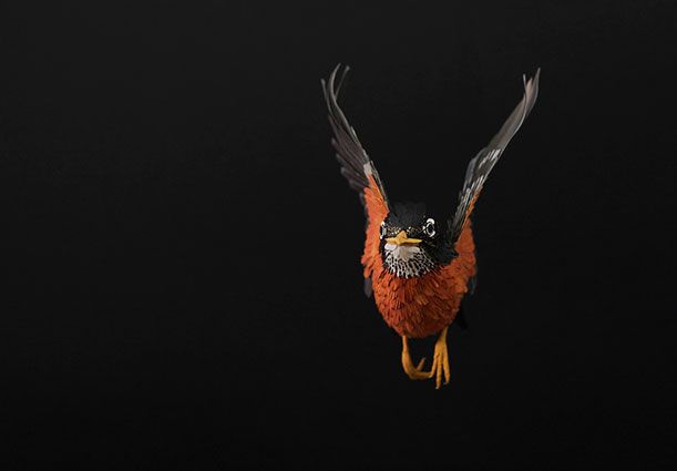 Merle d'Amérique (Turdus migratorius)
