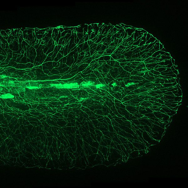 Réseau neuronal du poisson zèbre