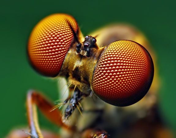 Holcocephala fusca (mouche voleuse), par Thomas Shahan