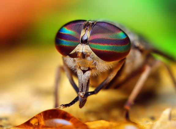 Espèce de Tabanus (mouche à taon), par Thomas Shahan