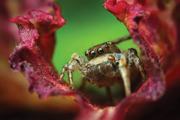 Habronattus cognatus (une espèce d'araignée sauteuse), par Thomas Shahan